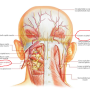 대후두신경(greater occipital nerve, GON) 포착점 치료 및 초음파 소견