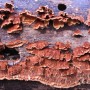 기와소나무비늘버섯 - Hymenochaetopsis intricata