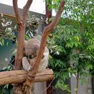 호주 자유여행 시드니 블루마운틴 동물원 투어 1+1 KKday 특가