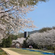 벚꽃과 튤립이 만개한 인천대공원