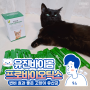효과빠른 고양이 유산균 유진바이옴 프로바이오틱스