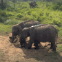 [스리랑카 여행기-14] 코끼리 사파리 허루루 에코 파크 Hurulu eco park(+비용/위치)