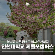 인천 겹벚꽃 명소 인천대학교 제물포캠퍼스 꽃놀이 여행지 추천