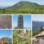 우리나라의 명산을 찾아서 113(20년~) / 달성 비슬산 고산 화원에서 진달래꽃 대신 신록을 만나다