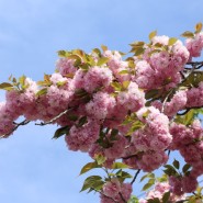 벚나무 '칸잔' - 만첩개벚이나 겹벚꽃이라 부르기 없기