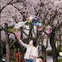 [홍천] 비발디파크의 봄봄 벚꽃축제 (1편)