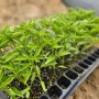 [영월나우리터] 유기농 고추 재배 - 혼자 일하기/유기농 고추 정식
