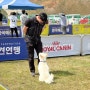 한국애견연맹 훈련경기대회
