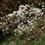 흰진달래(Rhododendron mucronulatum for. albiflorum (Nakai) Okuyama)