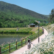 대구 샤스타데이지 잘 알려지지 않은 5월 가볼만한곳 진밭골산림공원