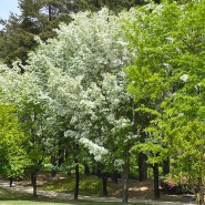 대전 둔산동 피크닉 장소 이팝나무 명소 들의 공원. 5월 공휴일에 가야 할 곳