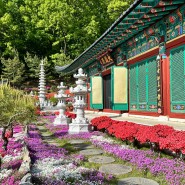 [충남여행 / 공주여행] 대전근교 꽃잔디와 철쭉이 예쁜 대웅전이 있는 '금강사'