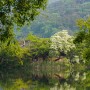 밀양 위양지 이팝나무 개화상황ㅣ가볼만한 5월 여행지