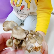 느타리버섯 키우기 아이랑 집에서 화분 버섯 재배