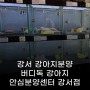 강서 강아지분양 - 버디독 강아지 안심분양센터 강서점