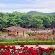 5월 6월 인천 꽃구경 계양산 장미원 북적이지 않는 장미공원