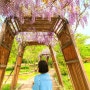 부천 자연생태공원 무릉도원수목원 튤립 대신 5월 등나무꽃 명소