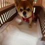 일본 후쿠오카 공항으로 출발한 : 치와와 고구만 일본 항공 화물 운송 절차 : 일본으로 강아지 고양이 따로 보내는 경우
