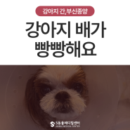 강아지 배가 빵빵해요, 쿠싱증후군 강아지 간암 수술, 부신종양 수술 후기 _ 울산 강아지종양수술 전문병원