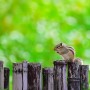 [한국 동물] 다람쥐의 봄 / Squirrel Spring