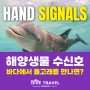 [다이브트래블] 바다에서 돌고래 만나면? 해양생물 수신호 2편