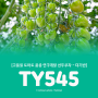 더기반 TY545대추방울토마토 고품질 귀여운 맛의 발견