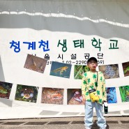 서울 초등학생 무료 생태 체험학습 I 청계천 생태학교 개구리가 사라졌다