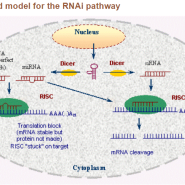 RNA 간섭(RNA interference, RNAi)이란 무엇인가