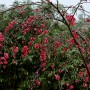 홍만첩매실(Prunus mume f. alphandi (Carr.) Rehder)-겹꽃
