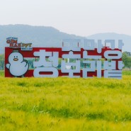 [사진여행]📮 김해 청보리명소 "조만강생태공원"