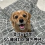 [경기도 가평] SG베네치아 애견펜션 | 자유롭게 놀기 좋은 강아지동반 계곡 펜션 추천