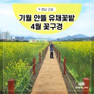 고성 기월 안뜰 유채꽃밭 4월 꽃구경 가족여행 포토존 추천