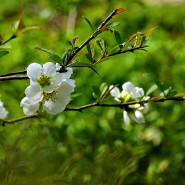 (4월 19일) 국립수목원의 이른 봄 풍경 - 흰명자꽃 외 17종(3/3편), 국립수목원 측에 바라는 것