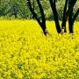 광주 서구 유채꽃 봄꽃명소 나들이 :: 광주천