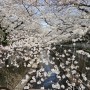일본 도쿄 벚꽃 여행