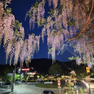 등나무 꽃이 예쁜 남한산성 카페 위스테리아