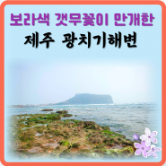 보라색 갯무꽃이 만개 성산일출봉 광치기해변