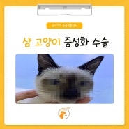 도봉구 샴 고양이 중성화 수술 경험이 많은 골드퍼피라서!