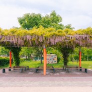 [사진여행]📮부산대저 목향장미, 등나무명소 "푸른들꽃농원, 대상초등학교"