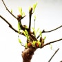 새순을 내어주는 11년생 바오밥나무