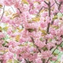 겹벚꽃이 만개했던 미사리 경정공원