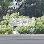 이팝나무 꽃 (2024. 04. 30)