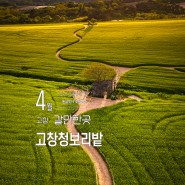 전북 고창 여행 청보리밭 축제 중인 고창 학원농장 일몰