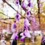 4월의 달콤한 향기를 느끼는 수령 500년의 후지노하나(藤の花)