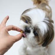 강아지 췌장염 사료 힐스 id 로우펫 캔 동물병원 처방사료