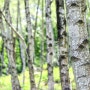 자작나무숲이 아름다운 서후리숲의 4월말 풍경 (번외사진)