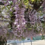 전북 정읍 중학교 등나무꽃 사진 명소