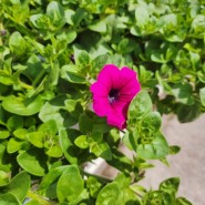 페튜니아 피튜니아 페츄니아 꽃말 색깔 키우기 쉬운 식물