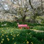 홍성 가볼만한곳 4월 꽃구경 여행 홍성 거북이 마을 수선화 벚꽃길
