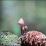 [제주 버섯] 솔방울애주름버섯